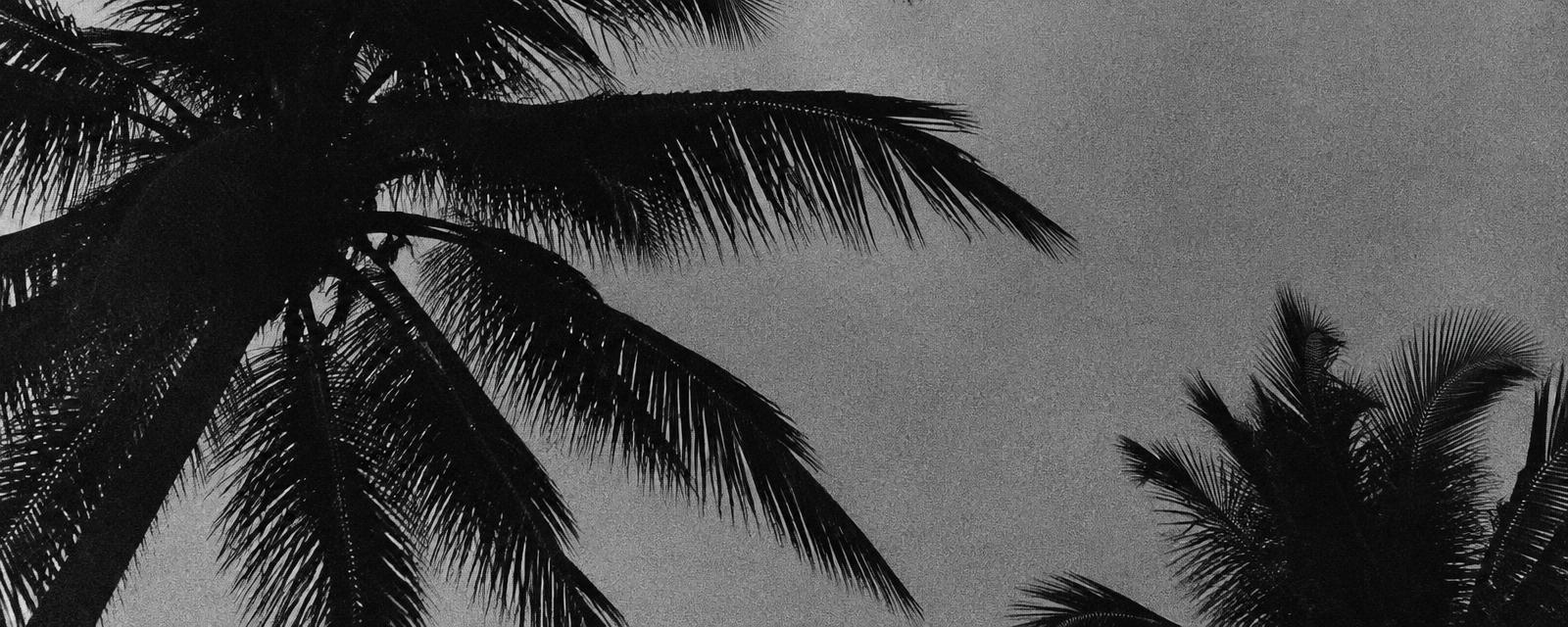 Palm trees in black and white